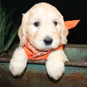 Meet your Posher, Bennett